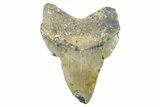 Bargain, Fossil Megalodon Tooth - North Carolina #371675-1